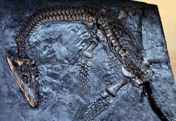 Скелет плезиозавра, найденный Мэри Эннинг в 1830 году. Национальный музей естественной истории, Париж. Фото: Wikimedia Commons / PD («Наука и жизнь» №10, 2017)