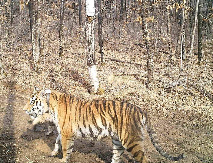Амурская тигрица Светлая с тигренком. Фото: МРОО «Центр «Тигр» («Коммерсантъ Наука» №6, сентябрь 2017)