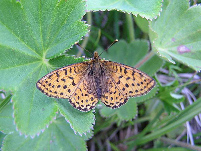 Перламутровка Евгения — один из видов бабочек, обитающих в высокогорьях Южной Сибири и Арктике. Фото: Роман Яковлев («Коммерсантъ Наука» №6, сентябрь 2017)
