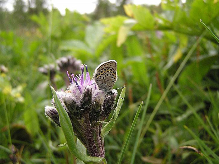 Голубянка идас — один из интересных объектов для молекулярно-генетических исследований. Фото: Роман Яковлев («Коммерсантъ Наука» №6, сентябрь 2017)