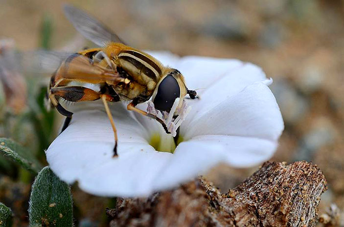 Муха-журчалка в Западной Монголии. Фото: Вячеслав Дорошкин («Коммерсантъ Наука» №6, сентябрь 2017)