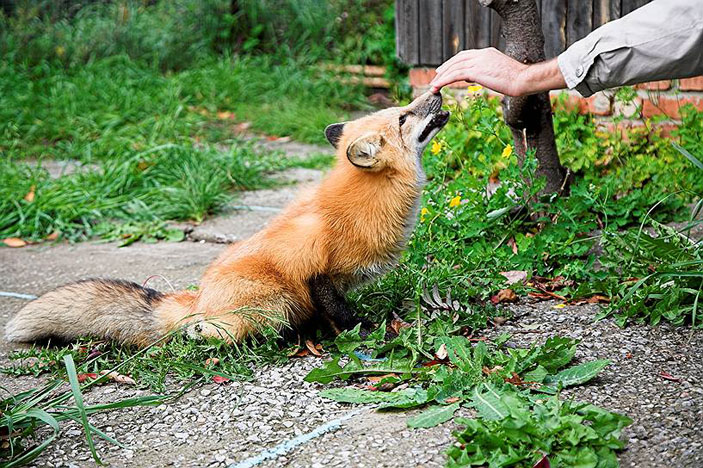 Лиса, проявляя целый ряд признаков собачьего поведения, все-таки остается лисой. Фото: Василий Коваль («Коммерсантъ Наука» №6, сентябрь 2017)