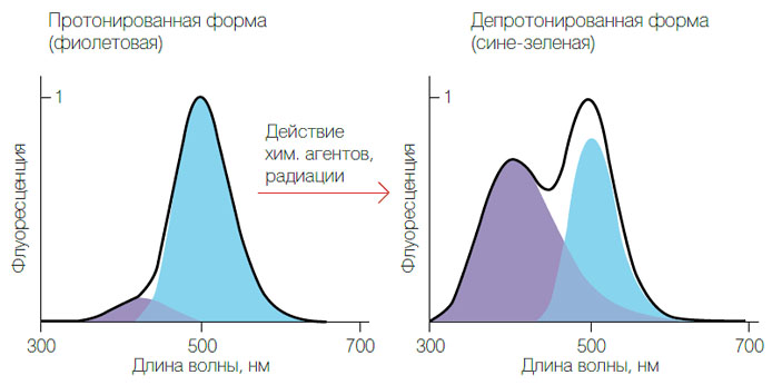 Рис. 2. Изменение спектров флуоресценции целентерамид-содержащих белков под действием химических реагентов и радиации («Коммерсантъ Наука» №6, сентябрь 2017)