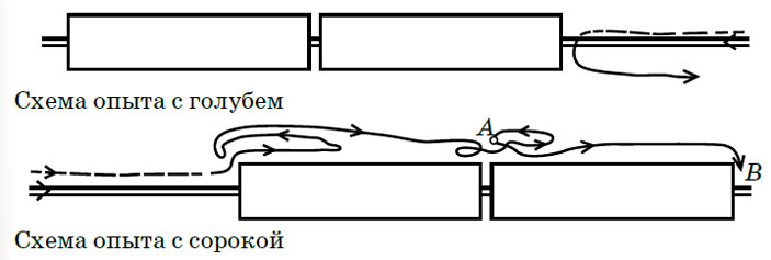 Схема опыта с голубем, схема опыта с сорокой («Квантик» №10, 2016)