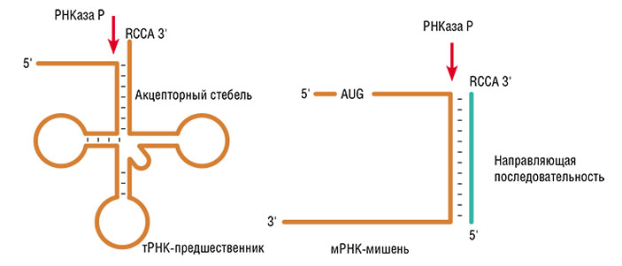 Фермент РНКаза P («Наука из первых рук» №4 (75), 2017)