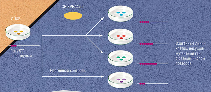 CRISPR/Cas9 используется для создания клеточных линий, моделирующих болезнь Гентингтона, через получение ИПСК («Наука из первых рук» №4 (75), 2017)