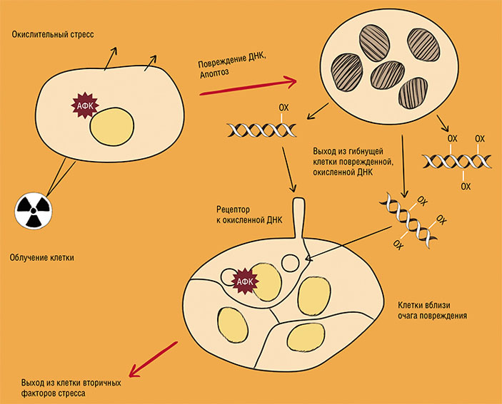 Концепция использования окисленной ДНК как основного кумулятивного маркера стресса («Наука из первых рук» №4 (75), 2017)