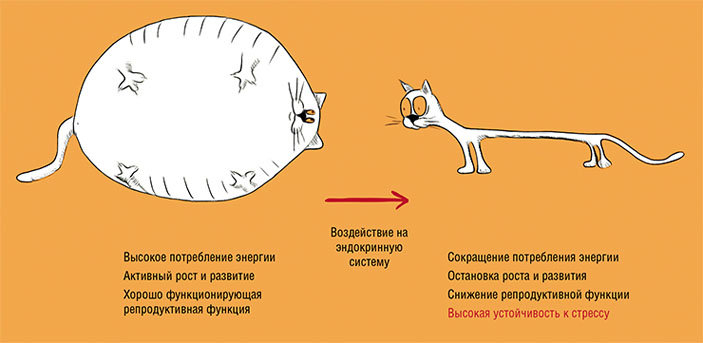Чувствительность или устойчивость к стрессу во многом определяются функционированием эндокринной системы («Наука из первых рук» №4 (75), 2017)