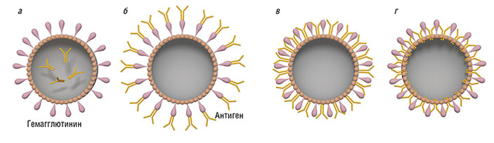 Варианты размещения антигена в виросомах на основе вируса гриппа («Наука из первых рук» №4 (75), 2017)