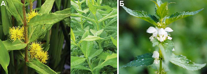 Рис. 1. А — вербейник обыкновенный (слева) подделывается под флокс (справа). Б — яснотка белая подделывается под крапиву