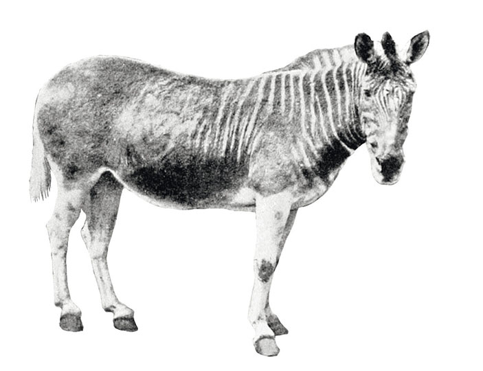 Квагга (Equus quagga quagga) («Популярная механика» №11, 2017)