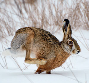 Заяц-русак («Наука и жизнь» №12, 2017)