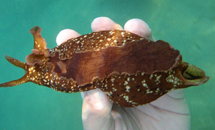 Морской заяц — моллюск аплизия. Фото: D. Siskopoulos / CC-BY-SA-2.0 («Наука и жизнь» №12, 2017)