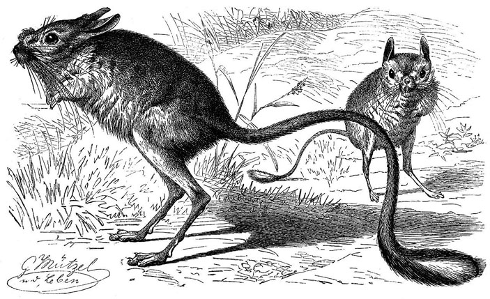 Земляной заяц — тушканчик. Рисунок из «Жизни животных» Брема (1890) («Наука и жизнь» №12, 2017)