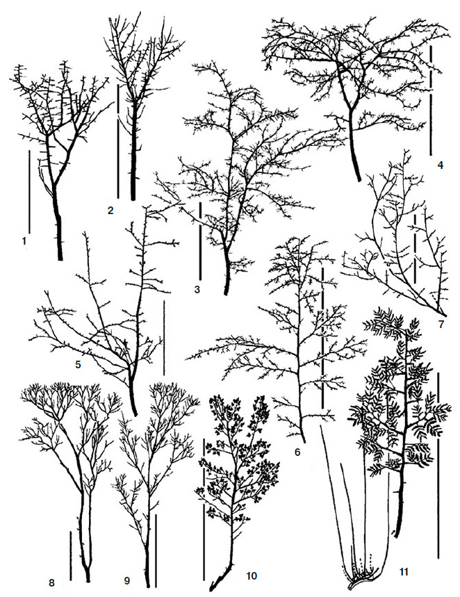 Рис. 2. Саженцы 11 видов растений с разной структурой кроны, отданные козлам на съедение («Химия и жизнь» №12, 2017)