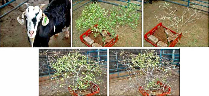 Рис. 3. Деревья до и после 200 укусов («Химия и жизнь» №12, 2017)