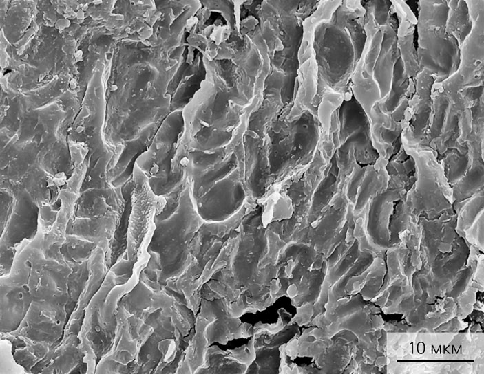 Кутикула стенки плодолистика Kunduricarpus longistylium после мацерации с отпечатками микроорганизмов, вид изнутри («Природа» №8, 2015)