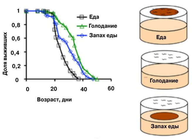 Рис. 2. Плацебо действует даже на червей Caenorhabditis elegans («Химия и жизнь» №1, 2018)