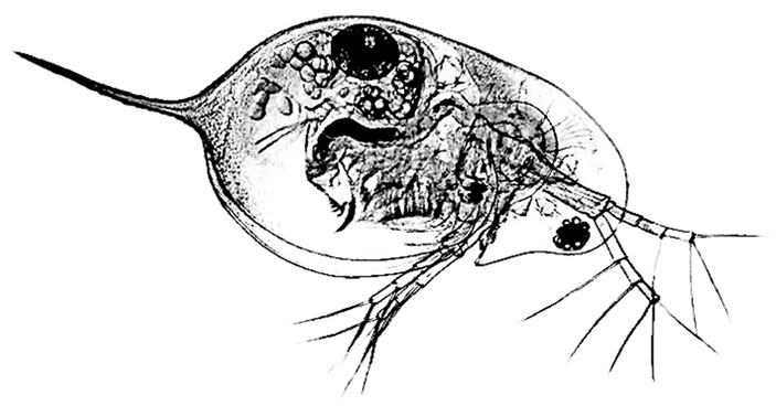 Дафния («Химия и жизнь» №1, 2018)