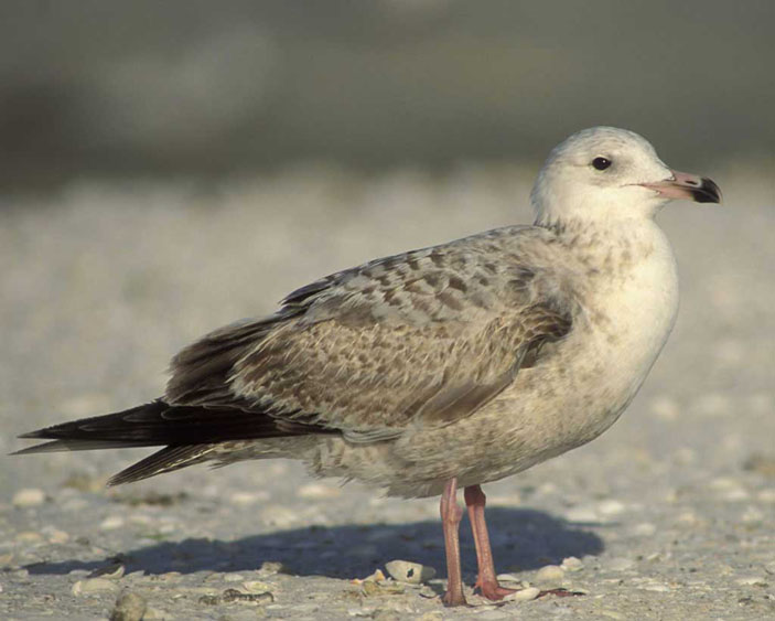 Чайка («Химия и жизнь» №1, 2018)