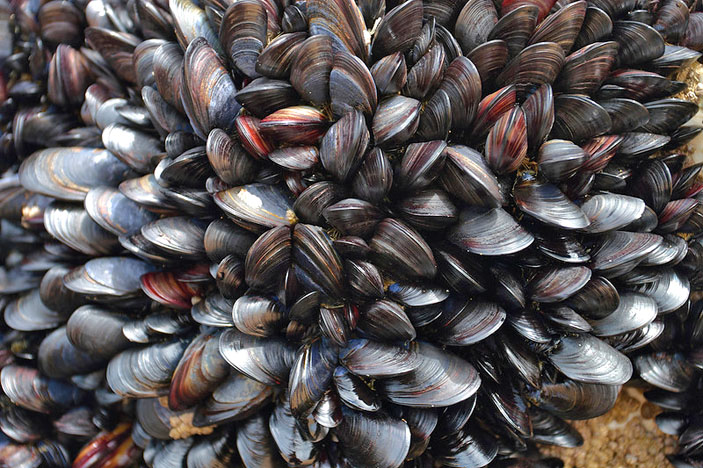 Мидии («Химия и жизнь» №1, 2018)