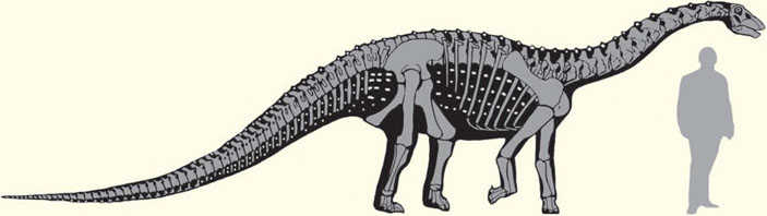 Контурная реконструкция внешнего вида архаичного титанозаврообразного завропода. Рисунок В. Р. Алифанова («Природа» №5, 2016)
