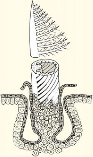 Схематическое изображение пера современных птиц («Природа» №5, 2016)