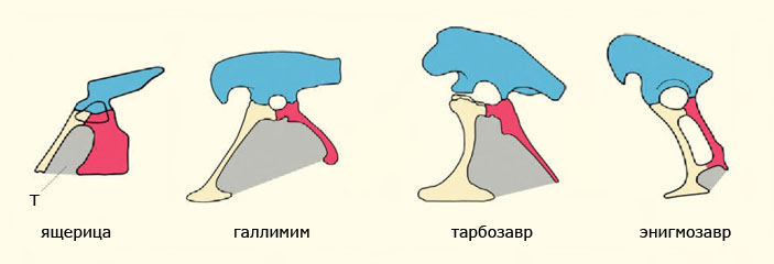Фенестрированные с помощью тироидного окна тазы пресмыкающихся («Природа» №5, 2016)