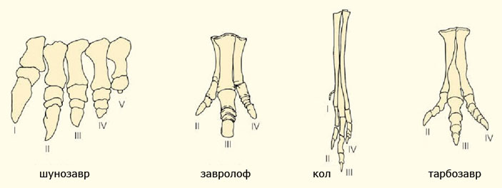 Стопы завропода шунозавра, птицетазового динозавра завролофа, альваресзавра кола и теропода тарбозавра («Природа» №5, 2016)