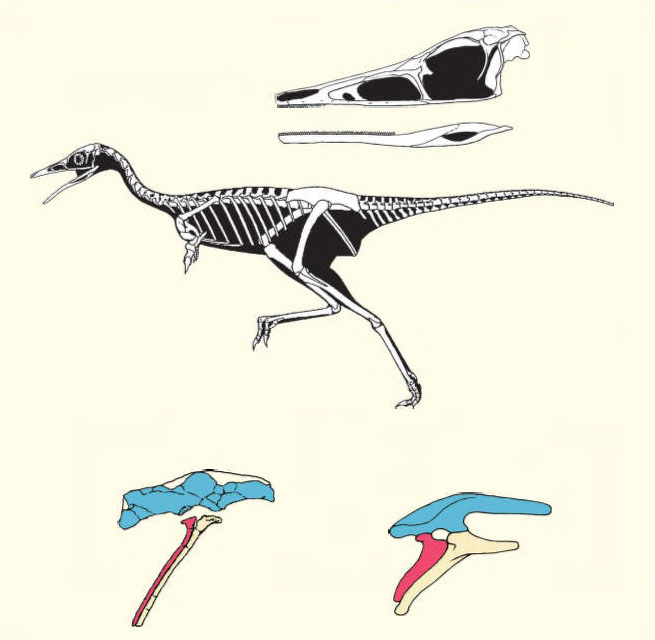 Реконструкция скелета и черепа альваресзавра шувууйи, сравнение его таза с тазом стегозавра («Природа» №5, 2016)