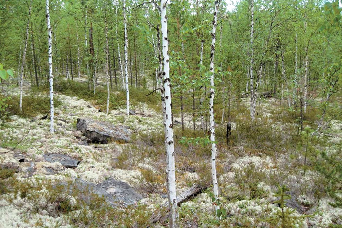 Курум, переходящий в стадию «висячего болота», в лесном ярусе Среднесибирского плоскогорья («Природа» №12, 2016)