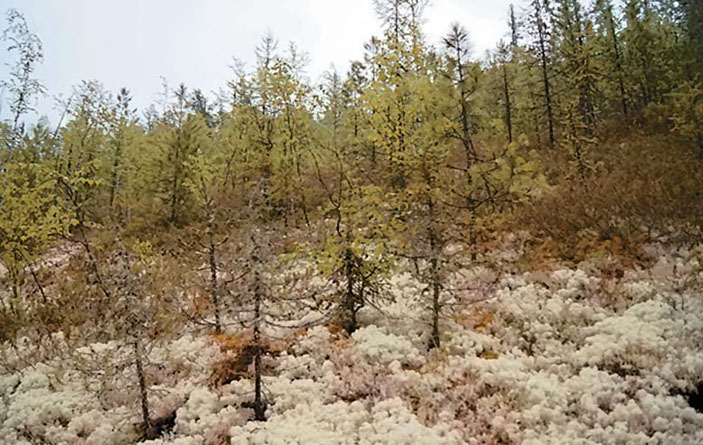 Фрагмент «висячего» болота с мощной торфяной подушкой («Природа» №12, 2016)