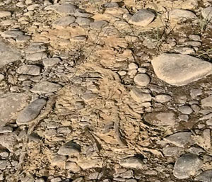 Пыльца сосны на русловой отмели в нижнем течении Подкаменной Тунгуски («Природа» №12, 2016)