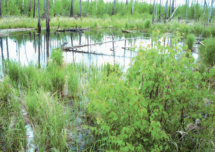 Таежное озеро в междуречье рек Унгкюр и Бурдобыт («Природа» №1, 2017)