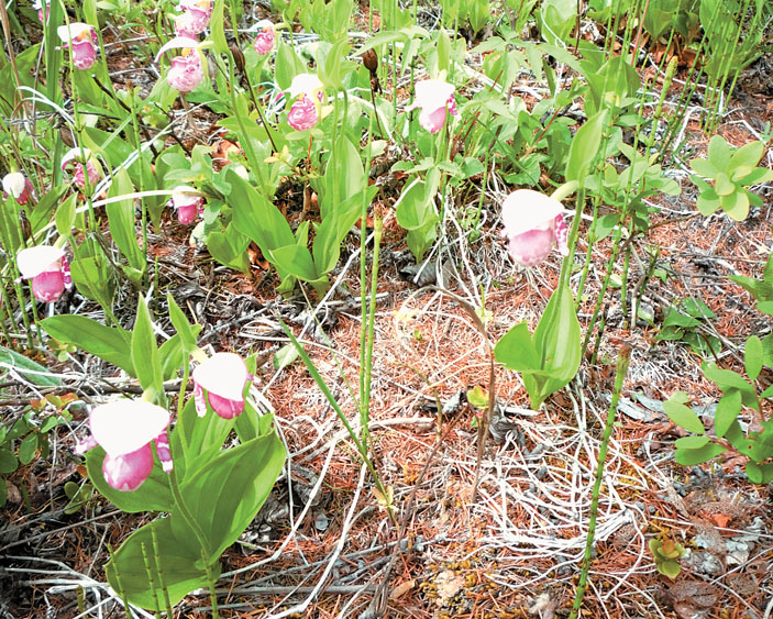 Поляна краснокнижного вида Cypripedium guttatum в урочище Песчанка («Природа» №1, 2017)