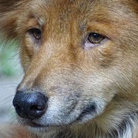 Долгий собачий взгляд