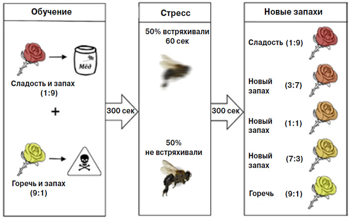 Рис. 1. От пережитого потрясения пчелы становятся пессимистами и отвергают незнакомые запахи («Химия и жизнь» №2, 2018)