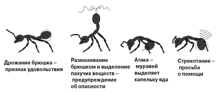 Рис. 6. Разные типы поведения красных огненных муравьев («Химия и жизнь» №2, 2018)