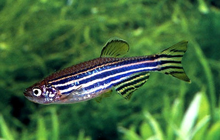 Зебраданио («Троицкий вариант» №4(248), 2018)