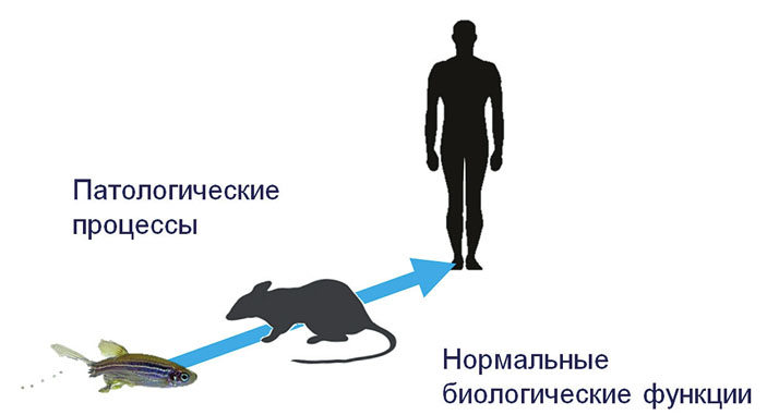 Рис. 1. Зебраданио как модельный организм в биомедицинских исследованиях («Троицкий вариант» №4(248), 2018)