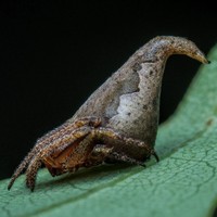 Eriovixia gryffindori