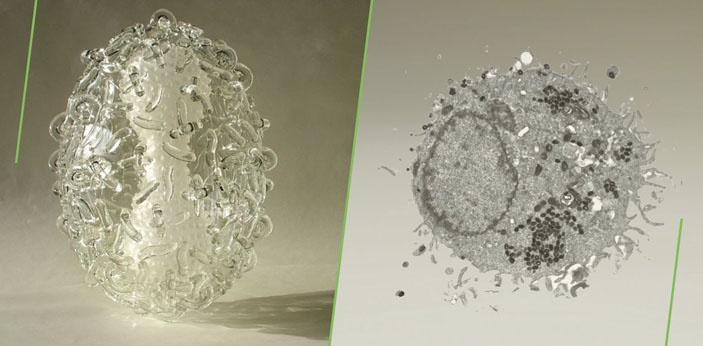 Вирус натуральной оспы: зло во благо («Наука из первых рук» №3(51), 2013)