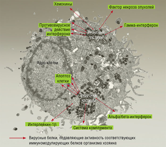 Клетка клеточной культуры фибробластов здоровой ткани легкого человека, инфицированная вирусом натуральной оспы (штамм Индия-1967). Электронная микроскопия. Фото Е. Рябчиковой («Наука из первых рук» №3(51), 2013)
