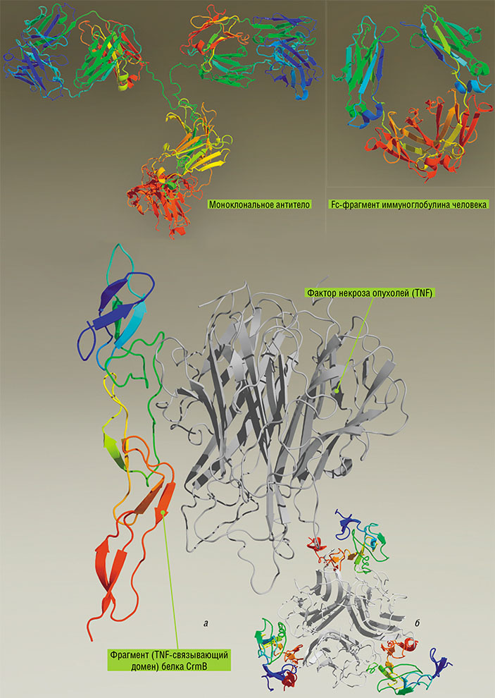 Для лечения аутоиммунных заболеваний создаются терапевтические средства, направленные против провоспалительных цитокинов («Наука из первых рук» №3(51), 2013)