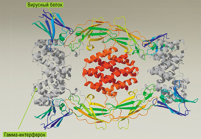 Структура гомотетрамерного комплекса вирусного γ-IFN-связывающего белка, связанного с двумя гомодимерами γ-IFN человека («Наука из первых рук» №3(51), 2013)