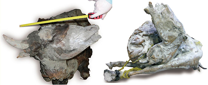 Юкагирский бизон и растерзанная хищниками юкагирская лошадь («Наука из первых рук» №4(52), 2013)