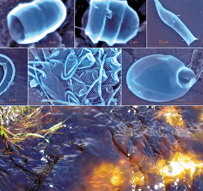 Кремневые домики и покровные чешуйки некоторых видов золотистых водорослей («Наука из первых рук» №4(52), 2013)