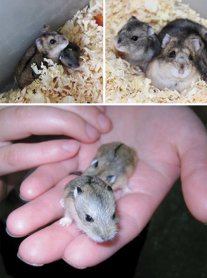 Мохноногие хомячки («Наука из первых рук» №5/6(53/54), 2013)