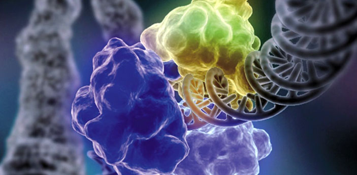 Заключительная стадия репарации ДНК человека («Наука из первых рук» №5/6(53/54), 2013)