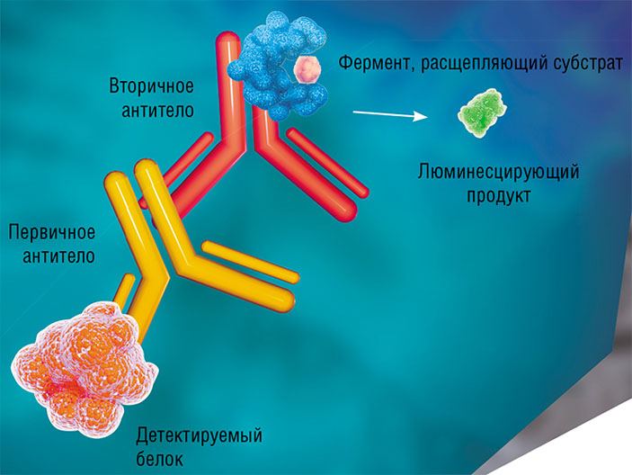Иммуноферментная детекция белков основана на использовании специфичных антител («Наука из первых рук» №5/6(53/54), 2013)